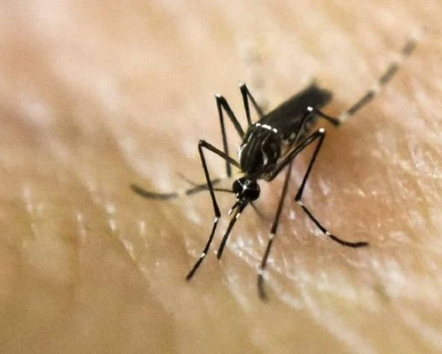Dengue: se produjo el primer fallecimiento en el país por coinfección