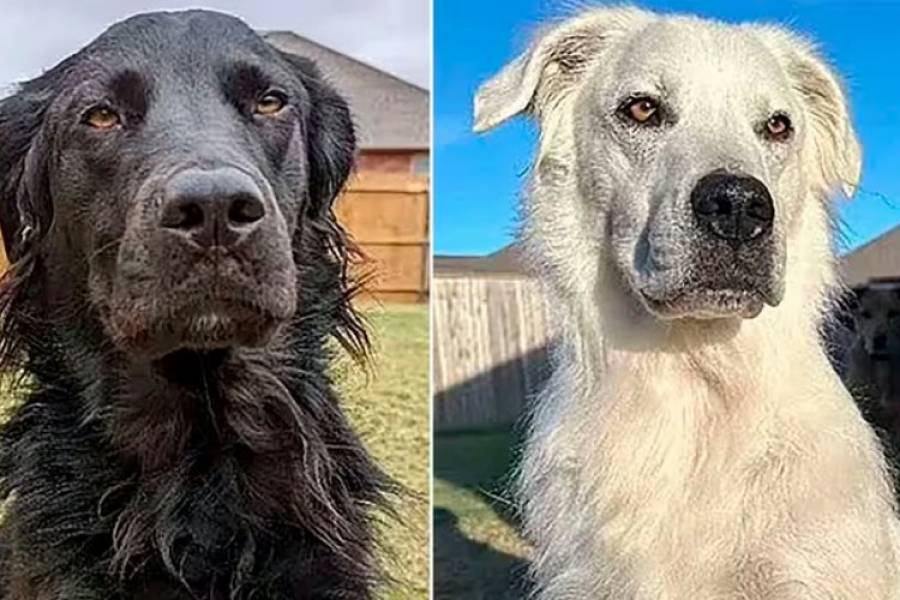 La impactante transformación de un perro negro que se volvió completamente blanco por una enfermedad