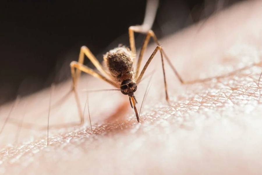 Reaparecieron los mosquitos, no son muchos, pero pican y amenazan con dengue