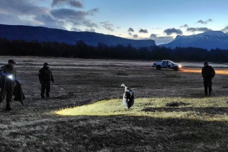 Santa Cruz: gendarmes rescataron un cóndor andino que no podía volar