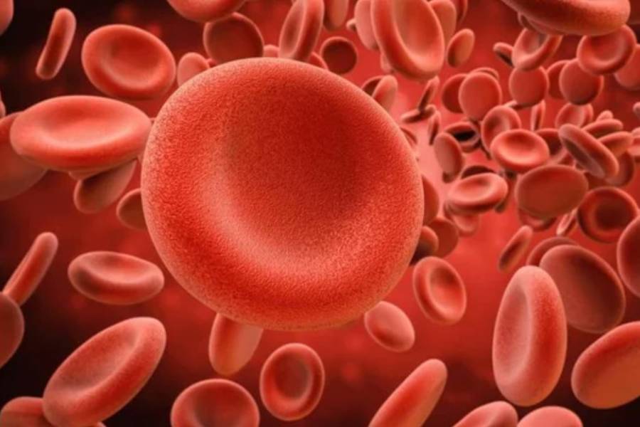 Se detectan más de 30 casos de cáncer de la sangre por día en la Argentina