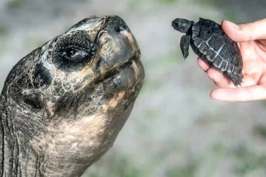 Una tortuga galápago se convirtió en papá por primer vez a los 135 años