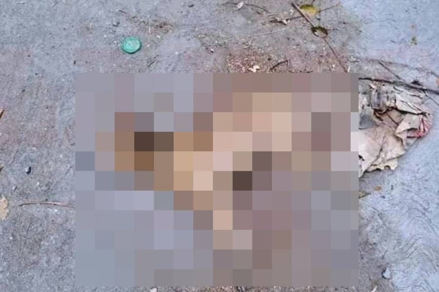 Investigan la muerte de animales en El Rodeo: sospechan envenenamiento