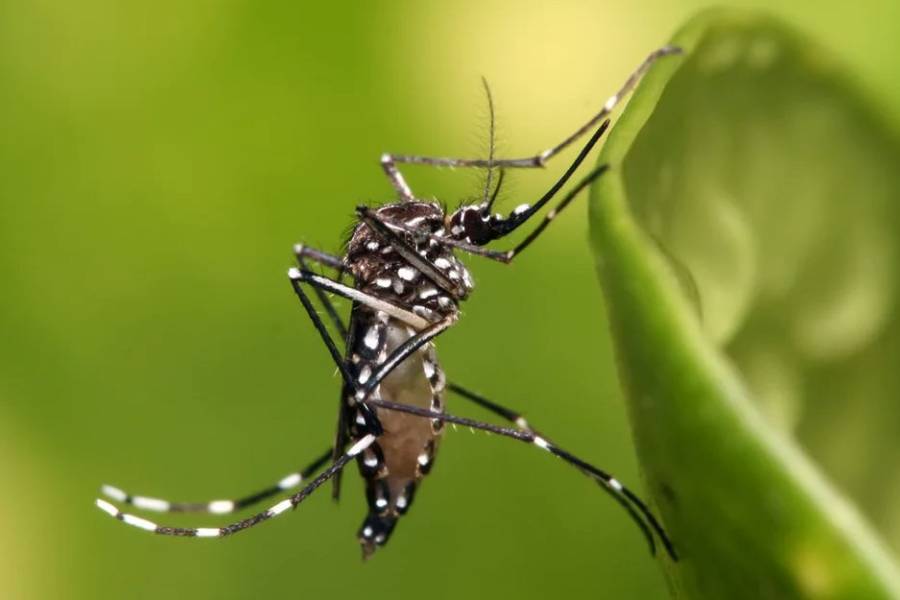 Dengue: ponen el foco en el mosquito, vector de un sinnúmero de enfermedades