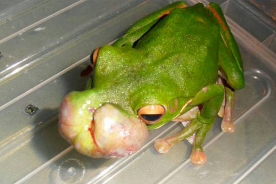 La extraña aparición de tumores en ranas desata alerta y moviliza a investigadores en Australia