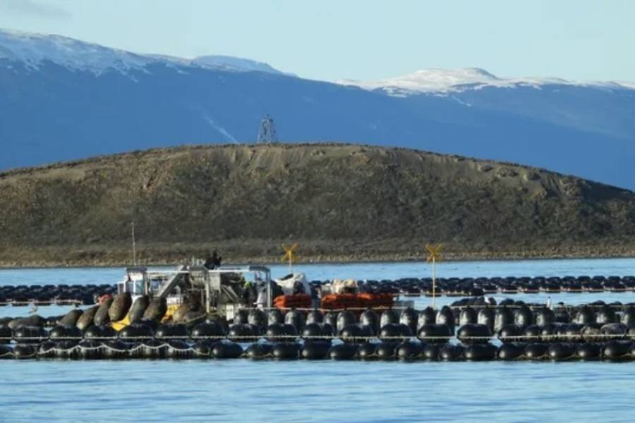 Especialistas del CONICET estudian el canal Beagle para el primer cultivo de mejillones a escala industrial