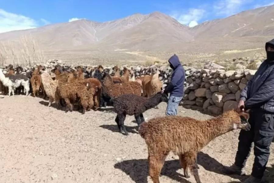 Asistencia a productores de Laguna Blanca