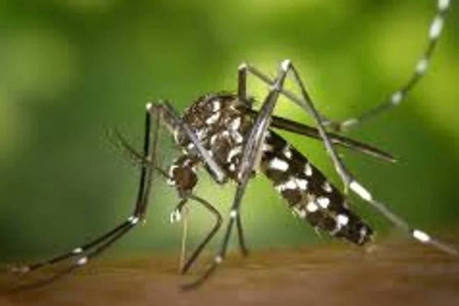 Inauguraron en Brasil una fábrica de mosquitos modificados para combatir el dengue