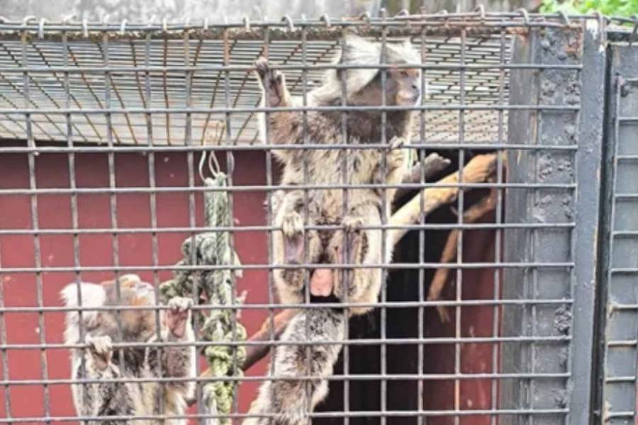 Más de 100 animales exóticos fueron rescatados de una veterinaria por maltrato y comercialización ilegal