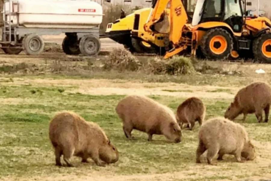La cautelar que protegía a los carpinchos en Nordelta fue revocada