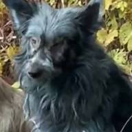 Misterio y desconcierto: hallaron perros con pelaje azul en la zona de exclusión de Chernobyl