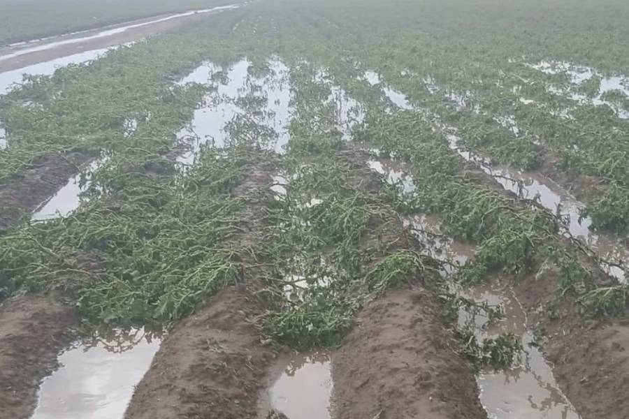 Tras el temporal, el Gobierno y la Municipalidad de Los Altos acompañan a los productores tabacaleros afectados