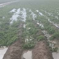 Tras el temporal, el Gobierno y la Municipalidad de Los Altos acompañan a los productores tabacaleros afectados