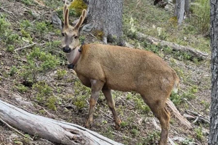Vuelven a registrar al huemul “Newenche”, con radiocollar, esta vez en el Parque Nacional Nahuel Huapi