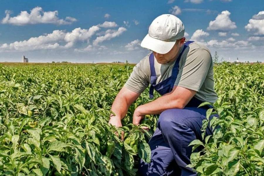 El Gobierno prorrogó la norma que permite trabajar en el campo temporalmente sin perder los planes sociales