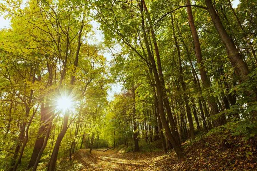 La Justicia ordena recomponer un bosque incendiado por su “valor colectivo”, aunque sea artificial