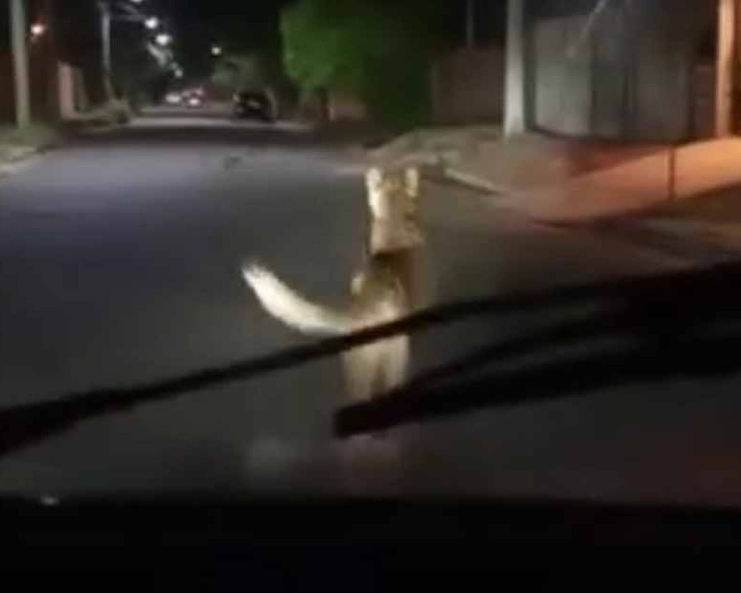 Resguardan al puma encontrado en el norte de la Capital: “Está sano, solo sufrió estrés por la persecución”