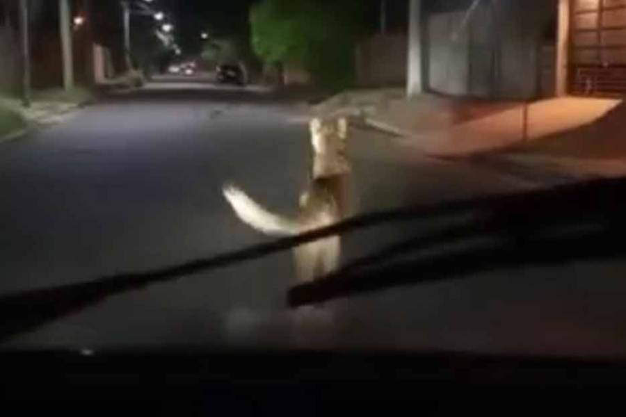 Resguardan al puma encontrado en el norte de la Capital: “Está sano, solo sufrió estrés por la persecución”