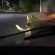 Resguardan al puma encontrado en el norte de la Capital: “Está sano, solo sufrió estrés por la persecución”