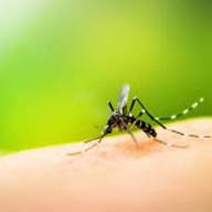 Un nuevo virus transmitido por mosquitos fue detectado en España