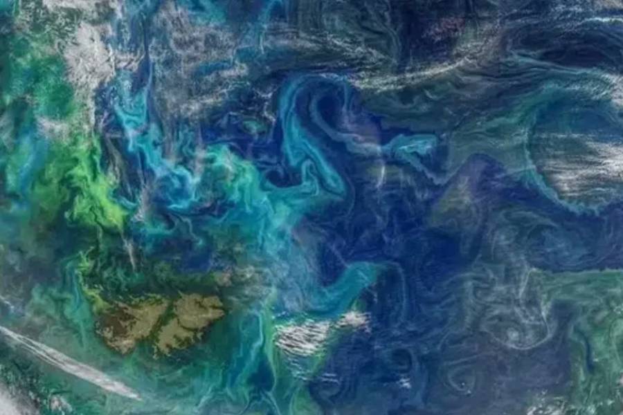 De qué se trata el fenómeno biológico que detectó la NASA en las Islas Malvinas