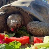 Murió Gramma, la tortuga de Galápagos que vivió 141 años