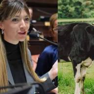 Una diputada kirchnerista quiere cobrar impuesto a los flatos y eructos de las vacas