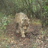 La millonaria recompensa por Açaí, la yaguareté desaparecida