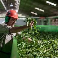 Yerba mate: sin financiación y con precios bajos, el sector productivo atraviesa una crisis terminal