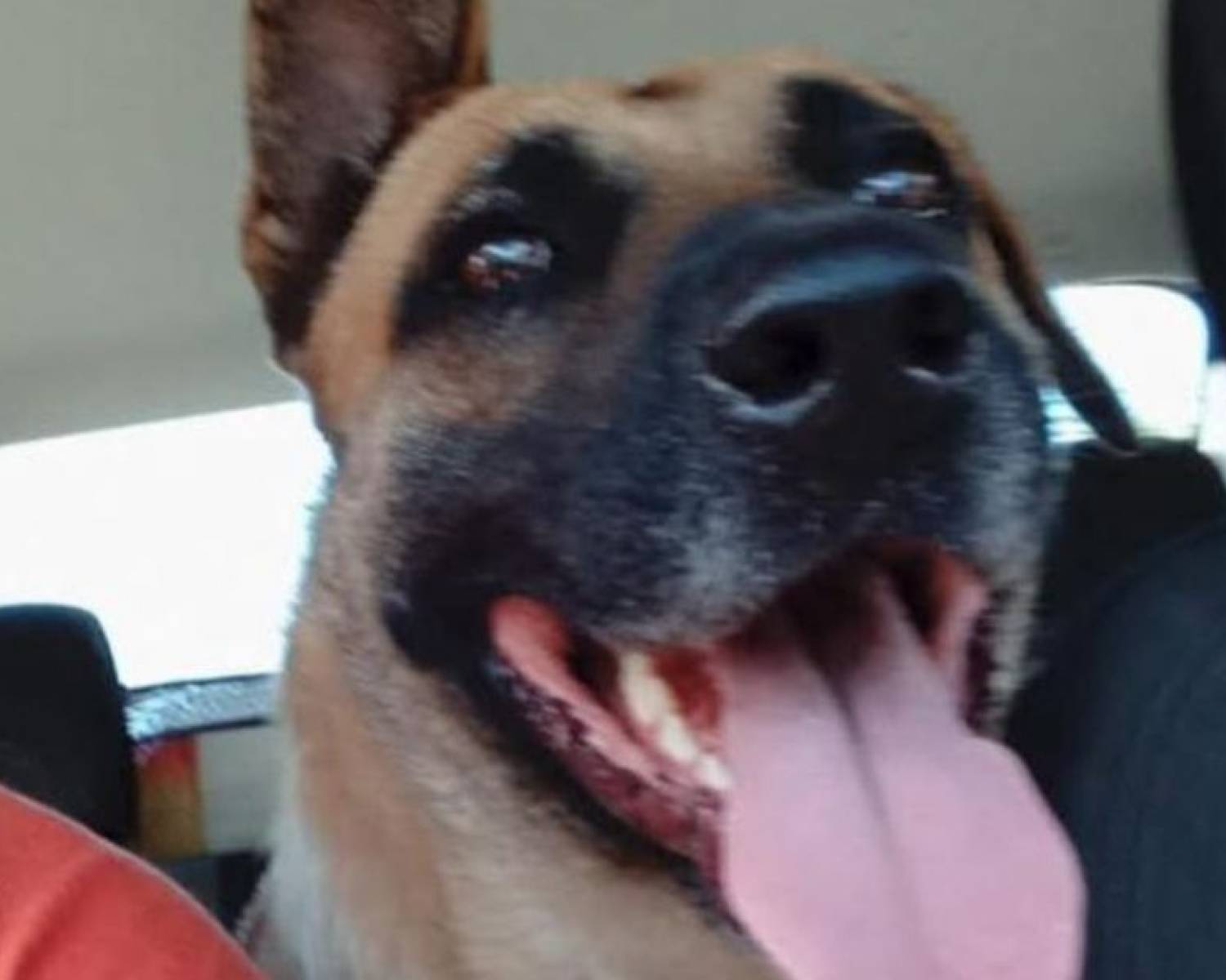 El perro peregrino de la Virgen del Valle