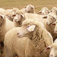 El SENASA declaró alerta sanitaria por sarna ovina en siete departamentos de Chubut