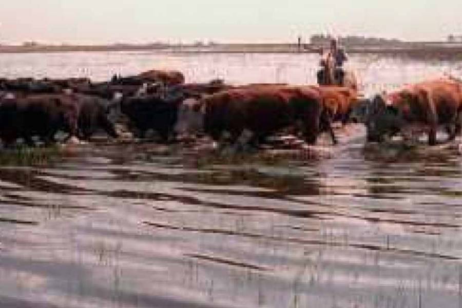 Declaran emergencia agropecuaria por inundaciones en ocho partidos bonaerenses