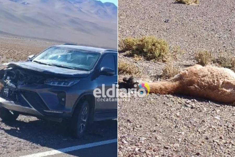 Matan a un guanaco tras embestirlo con una suv