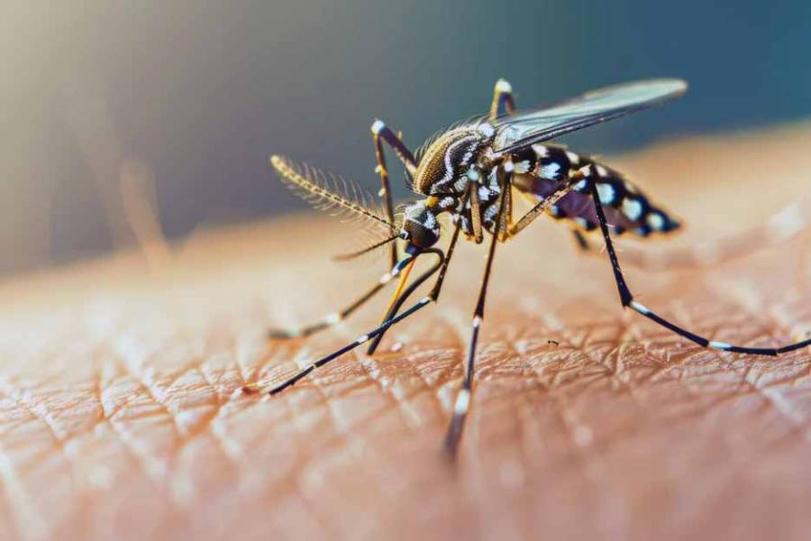 Dengue: las recomendaciones del Ministerio de Salud para prevenir el contagio