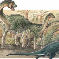 Descubren una nueva especie de dinosaurio saurópodo en Neuquén