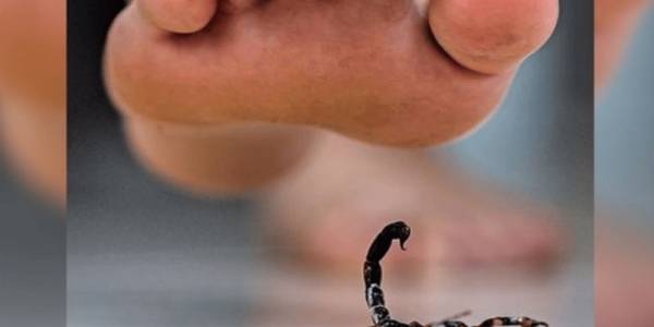 Prevención para evitar picaduras de alacranes y proteger la salud