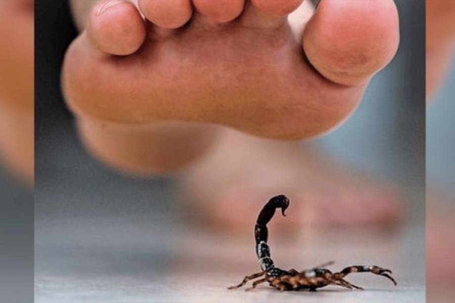 Prevención para evitar picaduras de alacranes y proteger la salud