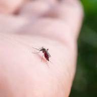 Alarma por mosquitos vampiro en Brasil: por qué se les dice así y cuál es el riesgo