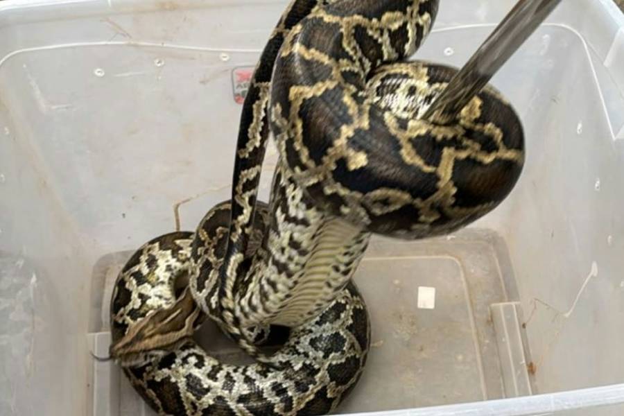 Susto en el Sur: Policías capturaron una lampalagua en el patio de una vivienda