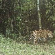 Alarma por dos cachorros de yaguareté perdidos en Misiones: la Justicia analiza fallas en el operativo