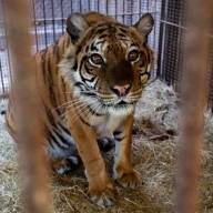 Trasladan a los animales que se encontraban en el ex zoo de Luján