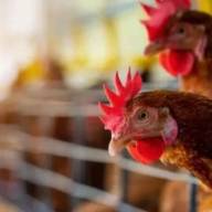 SENASA dispuso el cierre de exportaciones por brote de gripe aviar