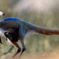 Hallan un fósil de 95 millones de años en Río Negro y reescriben la historia de un pequeño dinosaurio