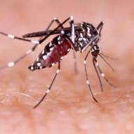 Confirman el primer caso de chikungunya en Catamarca