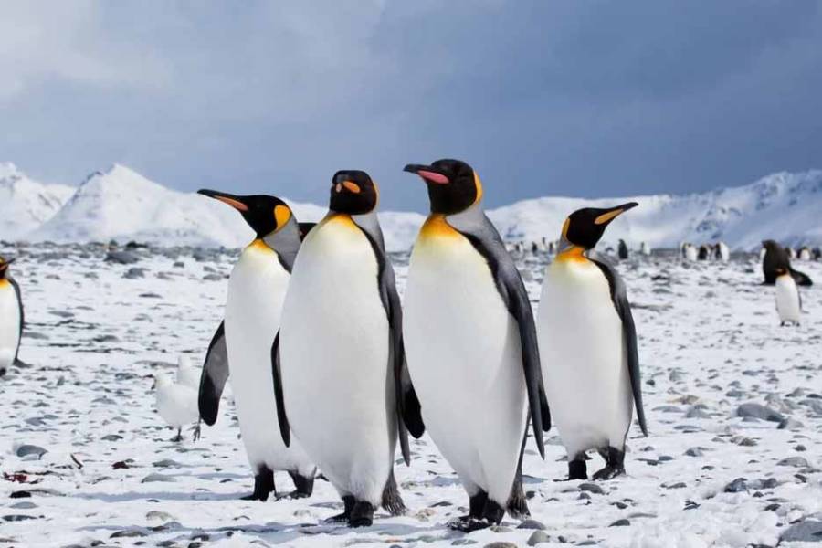 Sorprendente: rescataron un pingüino rey en la costa del Río de la Plata, en Vicente López