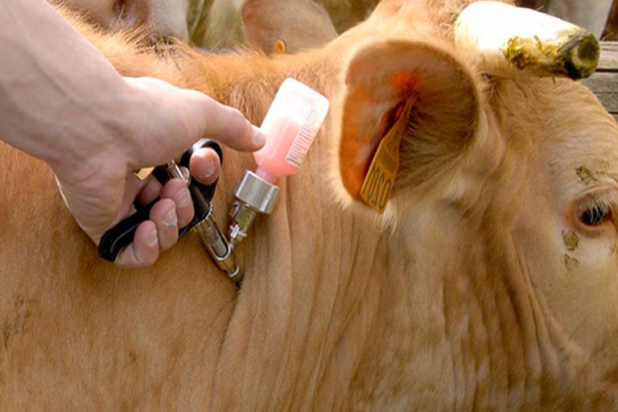 Menos poder a los intendentes: el gobierno eximió a los productores rurales de habilitaciones municipales en trámites sanitarios