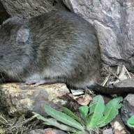 Se confirmó un fallecido por leptospirosis en Córdoba