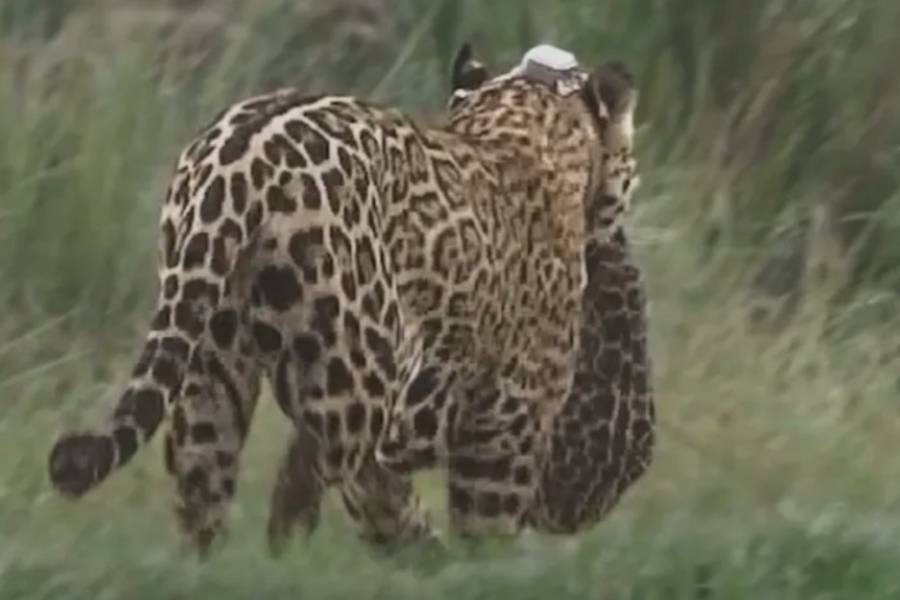 Se recupera el norte argentino: Corrientes alcanzó 50 yaguaretés liberados y el guanaco volvió al Chaco tras un siglo