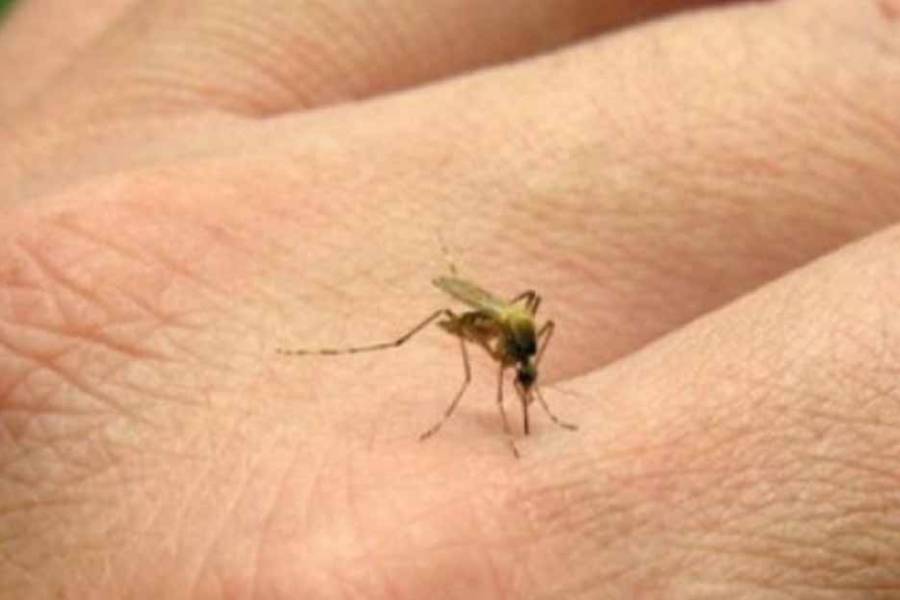 Salud actualiza el panorama epidemiológico con nuevos casos de Chikungunya 