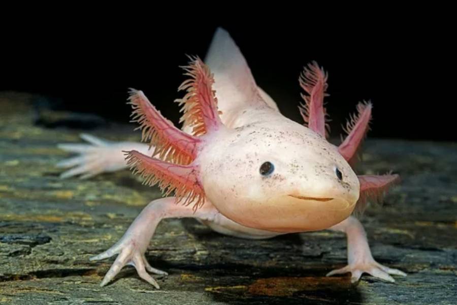 Por qué los mamíferos no podemos regenerar partes del cuerpo enteras como otros animales